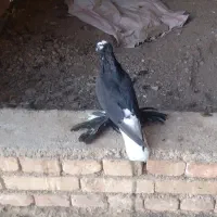 کبوتر