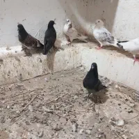 جوجه پرشی