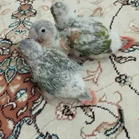 جوجه گرنچیگ سرلاکی آناناسی|پرنده|سبزوار, خسروجرد|دیوار