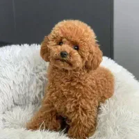 توله تاینی توی پودل تاینی دارک رد لایت و اپریکات