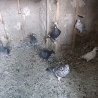 7عدد کفتر پلاکی خوب|پرنده|شیراز, جوادیه|دیوار