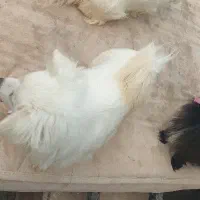 واگذاری یک دونه سگ پاکوتاه
