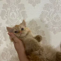 ۳ماهه پرشین