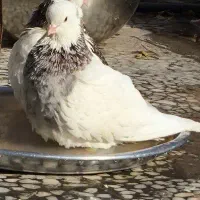 سلام نرطوقی گم کردم