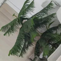 گل کاج مطبق