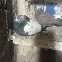 کبوتر و فنج معاوضه ای