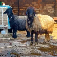 ۲۴راس میش بختیاری|حیوانات مزرعه|شوشتر, |دیوار