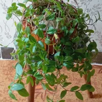گل وگیاه|گل و گیاه طبیعی|مسجد سلیمان, |دیوار
