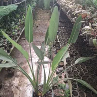 نخل نیکولای یا پرنده بهشتی