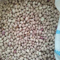 فروش عمده لوبیا چیتی