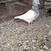 کله ای نر پر بازی دار