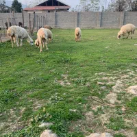 گوسفند نر و ماده تالشی