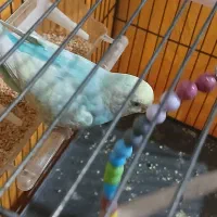 مرغ عشق دست آموز|پرنده|قزوین, |دیوار