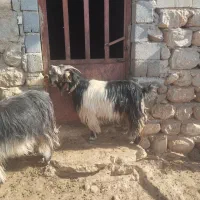 بز داشتی|حیوانات مزرعه|شهرکرد, |دیوار