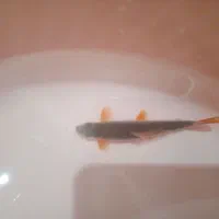 ماهی|ماهی|تبریز, |دیوار