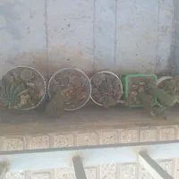 کاکتوس|گل و گیاه طبیعی|شاهرود, |دیوار