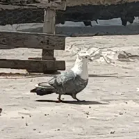 کبوتر