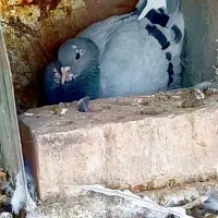 جفت سبزپلنگ|پرنده|زرند, |دیوار