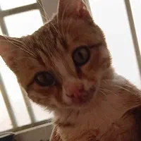 گربه|گربه|تربت جام, المهدی|دیوار