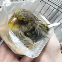 قناری گلاستر ماده