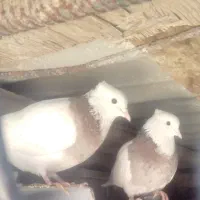 فروش طوقی نر و ماده به شرط تخم و جوجه قیمت 1000