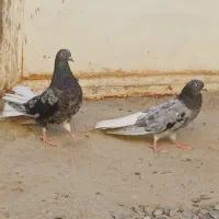 مایدوم یکتی