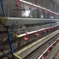 قفس مرغ تخم گذار