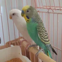 مرغ عشق جفت|پرنده|تبریز, |دیوار