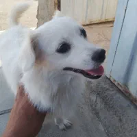 سگ شیتزو مالتیز|سگ|قرچک, محمد آباد|دیوار