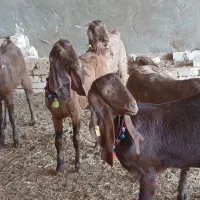 بزغاله ماده چهل خال