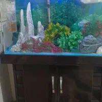 اکواریوم|ماهی|بیجار, |دیوار