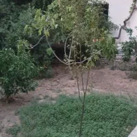 خونه باغ کلنگی زمین ۴۸۰متر ۳واحد ساری سند تک برگ|فروش خانه و ویلا|ساری, |دیوار