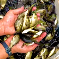 کپور مناسب استخر های کشاورزی