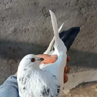 کبوتر کله دار تهرانی پرشی|پرنده|پاکدشت, پاکدشت (مامازند)|دیوار