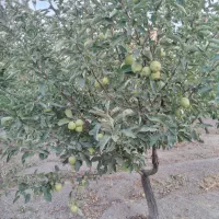 باغ|فروش زمین و ملک کلنگی|محلات, |دیوار