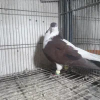 کرباتی|پرنده|مشهد, رضاییه|دیوار