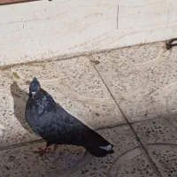 یک جفت زاغ|حراج|بروجرد, |دیوار