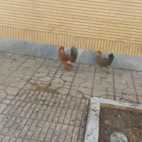 مرغ و خروس جوان