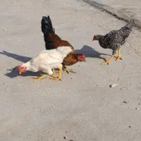 خروس