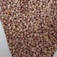 فروش لوبیا چیتی وسفید