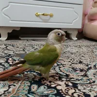 گرینجیک سخنگو ماده