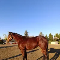 نریان تروبرد|اسب و تجهیزات اسب‌سواری|گنبد کاووس, |دیوار