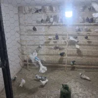 پرنده سرای هما