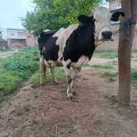 گاو سیمینتال آبستن شیری