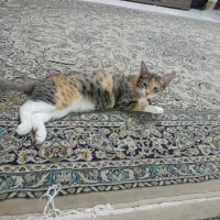 واگذاری رایگان سه عدد گربه خانگی|گربه|هشتگرد, فاز ۱ مهستان|دیوار