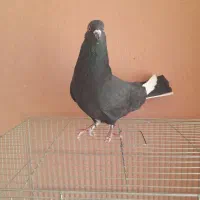 کبوتر دس پر سفید