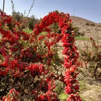 زرشک تازه شاخه و پاک شده|خوردنی و آشامیدنی|تهران, امام حسین|دیوار