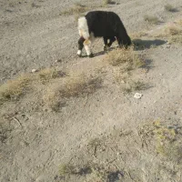 شیشک بره دار|حیوانات مزرعه|زرقان, |دیوار