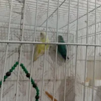 طوطی کوتوله برزیلی