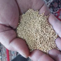 ارزن ریز بحال خود همدان